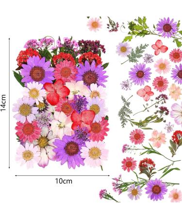 Dried Pressed Flower Leaves Set with Tweezers - 110 Assorted Natural Daisy Flowers for DIY Crafts & Decorations - Buy Online on SooperMarket.com