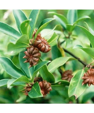 Star Anise Seeds or Star Anise Pods (Anis Estrella) Weights: 57 GR (2 OZ). 57 g (Pack of 1) - Buy Online on SooperMarket.com