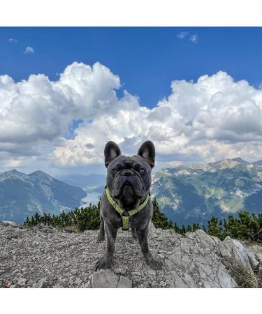 Max & Molly H-Harness - Kiwi XS | Eco-Friendly Pet Harness for All Breeds | International Shipping Available - Buy Online on SooperMarket.com