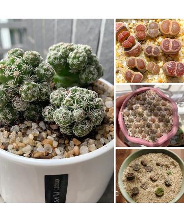 Miukada 3.3 Pounds Coarse Silica Sand  Mini Natural Top Dressing Sand  Mix Plant Soil Cover for Bonsai  Succulent and Cactus|Terrarium  Aquariums and Vase(3.3lb) 3.3lb Silica Sand 0.3-0.5cm 3.3lb Silica Sand 0.3-0.5cm 1 - Buy Online on SooperMarket.com