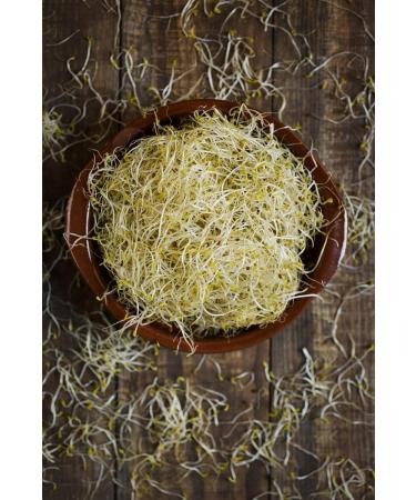Buy Bio Alfalfa Lucerne Germ Seed - 1kg for Delicious Sprouts & Healthy Salads - International Shipping Available - Buy Online on SooperMarket.com