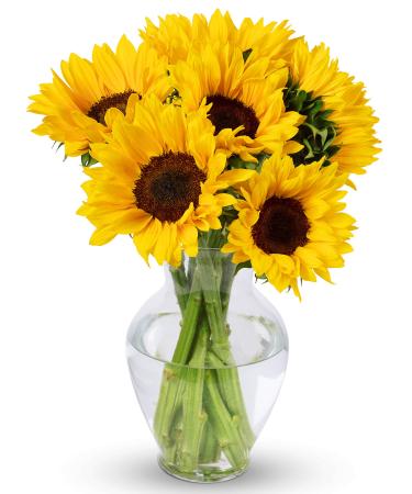 Benchmark Bouquets 7 Stem Yellow Sunflowers, With Vase (Fresh Cut Flowers)