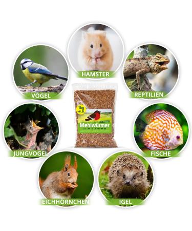 Premium 1kg Dried Mealworms - High Protein Flourworms for Reptiles Birds Fish & More | International Shipping Available - Buy Online on SooperMarket.com