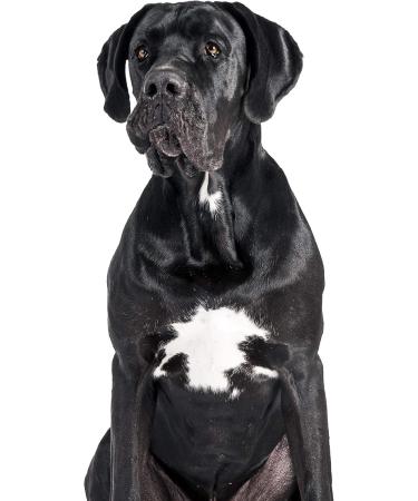Karlie Dog Shampoo for Black Fur - 300 ml | Premium Pet Care for Shiny Coats | International Shipping Available - Buy Online on SooperMarket.com