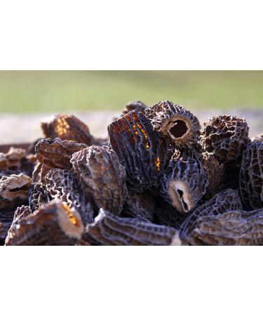 Morel Mushrooms Popular Choice CAPS (2-6 cm) - no Tails - Hand Picked Sun-Dried (30 gr) 30.0 grams - Buy Online on SooperMarket.com