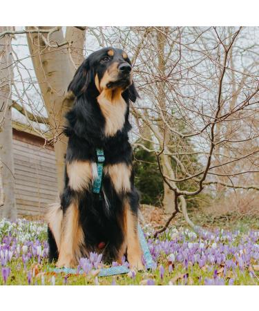 Max & Molly H-Harness - Retro Blue | Stylish & Comfortable Dog Harness for International Shipments - Buy Online on SooperMarket.com