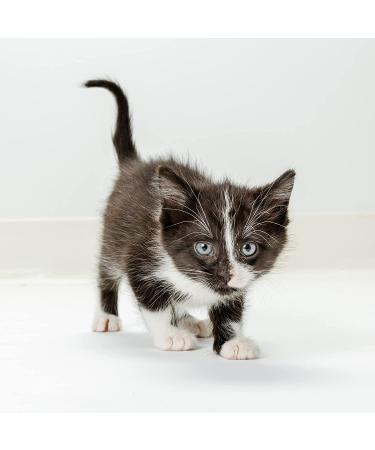 PetAg KMR Kitten Milk Replacer Liquid 11oz - Pack of 4 for Growing Kittens & Adult Cats - Buy Online on SooperMarket.com