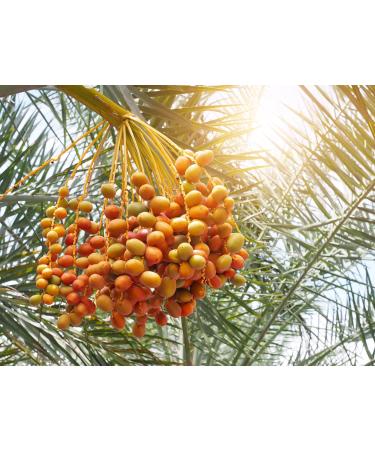Organic Medjool Dates 2 Pounds | Non-GMO, Whole Dried Dates with Pits | Large Size, Unsweetened, Unsulphured | Vegan, Sirtfood, Bulk - Good Source of Potassium, Magnesium, and Fiber | 2 lb Pack - Buy Online on SooperMarket.com
