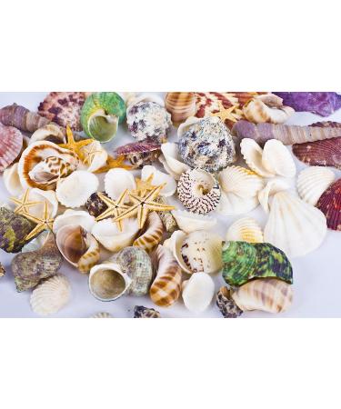 70+ pcs Famoby Sea Shells & Starfish for DIY Crafts & Beach Theme Decor - Buy Online on SooperMarket.com