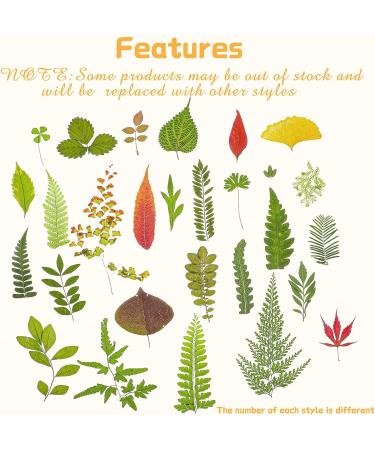 99-Piece Assorted Real Dried Leaves for Resin Art & Craft - Plant Herbarium & DIY Jewelry Decoration - Handmade Bookmarks - 5 Bags - Buy Online on SooperMarket.com
