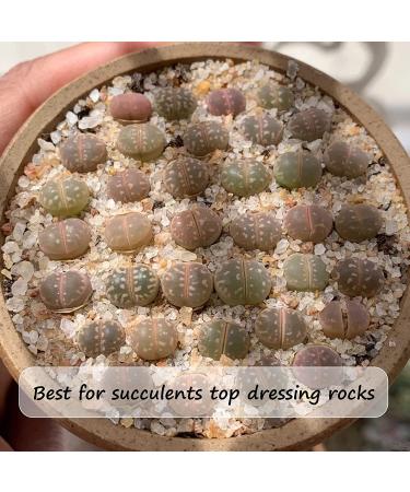 Miukada 3.3 Pounds Coarse Silica Sand  Mini Natural Top Dressing Sand  Mix Plant Soil Cover for Bonsai  Succulent and Cactus|Terrarium  Aquariums and Vase(3.3lb) 3.3lb Silica Sand 0.3-0.5cm 3.3lb Silica Sand 0.3-0.5cm 1 - Buy Online on SooperMarket.com