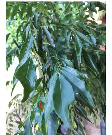 Organic Whole Air Dried Curry Leaves 0.3 oz - Premium Quality (10 g) - 0.3 Ounce Pack - Fresh and Aromatic - Buy Online on SooperMarket.com