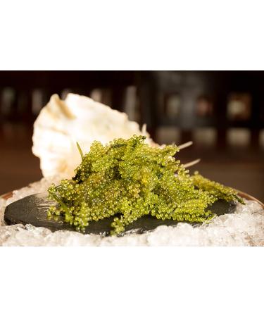 Umibudo Sea Grapes - Delectable Green Caviar Seaweed, 1.76oz/50g - Rehydrates to 1/2 Pound - Brine Dehydrated - Buy Online on SooperMarket.com