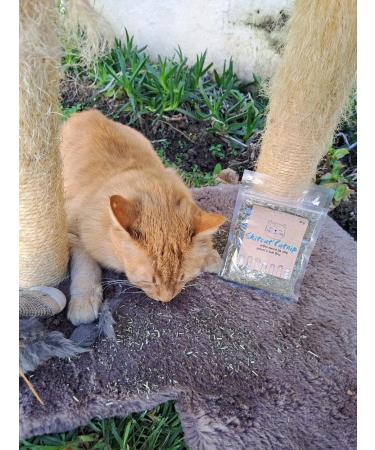 Skitcat Catnip 30g - Extra Strong, Sustainably Farmed, Chemical and Pesticide Free | Cat Treats for Happy Cats - Buy Online on SooperMarket.com