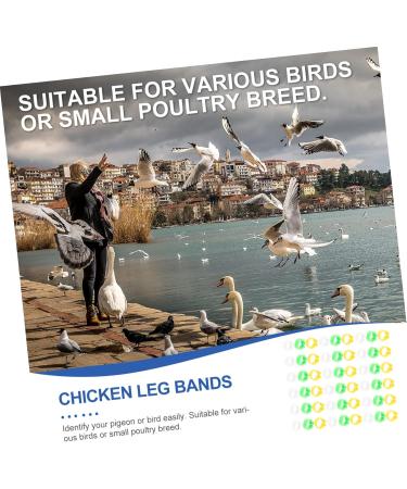 BCOATH Colored Tabs 300pcs Bands Small Green Pigeons Bird Outdoor Ring Finch Classification Doves Pigeon Dove Clip Ducks Colorful White Pet Birds Marking for Band Parrots Bright Professional Chicks 1.3X1.3X0.5CM As Shown - Buy Online on SooperMarket.com