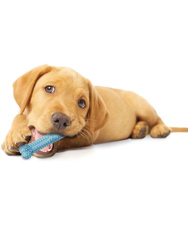 Nylabone Puppy Teething Chew Toy X-Small/Petite - Blue Chicken Flavored for Puppies Up to 15 lbs - Buy Online on SooperMarket.com