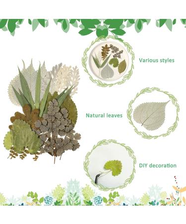 TimTin 84 Pieces Dried Leaves and Flowers Resin Craft Kit - Assorted Greenery for DIY Handmade Bookmarks - Vivid Style - Buy Online on SooperMarket.com