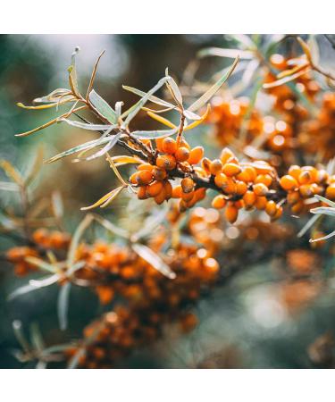 Earthbreath Marmalade - Sea Buckthorn & Honey - 380g - Sugar-free Natural Pure - Berries - Vegan Gelling Agent - Medium Cut - Free From Gelatine Preservatives or Any Artificial Additives - Buy Online on SooperMarket.com