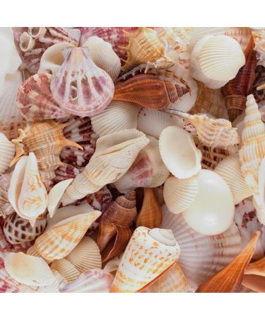 Sea Shells Mixed Beach Seashells - Various Sizes up to 2" Shells -Bag of Approx. 50 Seashells Seashells1