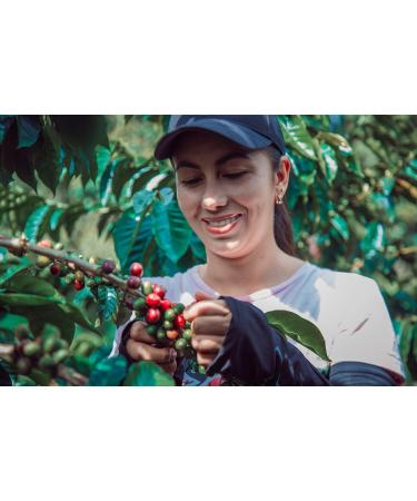 Legend Special Colombian Coffee | Unroasted Green Beans | 100% Organic | Green (raw) | Altitude 1850 MASL Huila - Colombia | Process Washed | Selective Harvesting| 1 Kg - Buy Online on SooperMarket.com