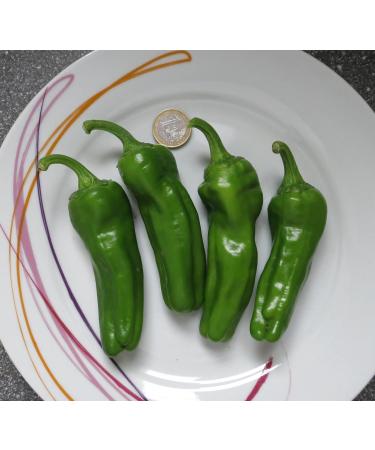Chili Set: 20 Unique Varieties of Hot & Spicy Pepper Seeds - Worldwide Shipping - Buy Online on SooperMarket.com