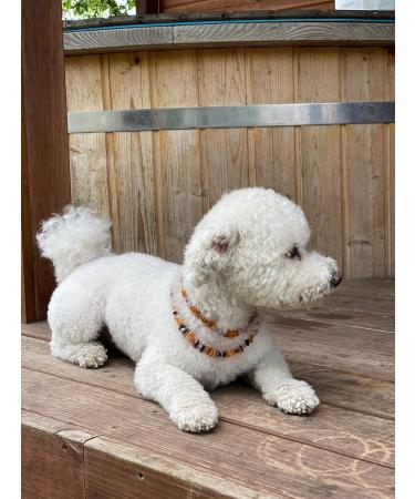 Buy B-A-L Baltic Amber & African Jade Pet Chain for Flea & Tick Protection | 25-65 cm for Dogs & Cats - Buy Online on SooperMarket.com