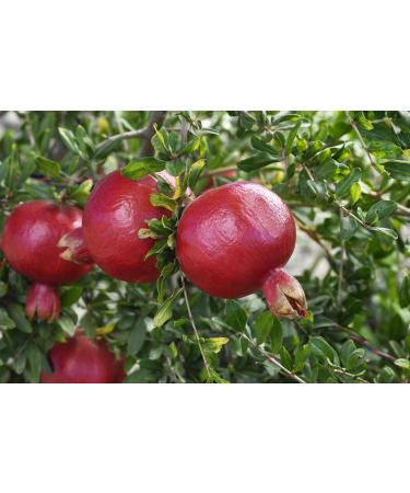POMEGRANATE || FPG4U || SWEET || HEALTHY SNACKS || 2 PIECES - Buy Online on SooperMarket.com