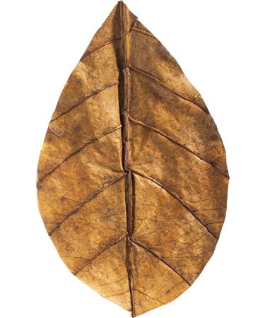 Arka Myscape Catappa Leaves - 10 Natural Seafaring Tree Leaves for Freshwater Aquariums | 8-12cm Enhances Fish & Shrimp Health - Buy Online on SooperMarket.com