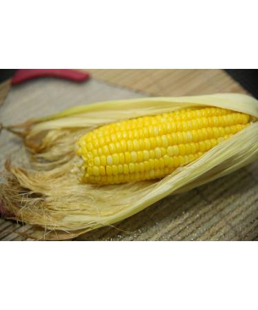 Premium Corn Husks for Tamales Hojas de Tamal Natural 4 Lbs - Buy Online on SooperMarket.com