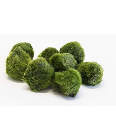PondPlantsUK Lincspplant Mixed Tropical Live Aquarium Plants (5 Moss Balls)
