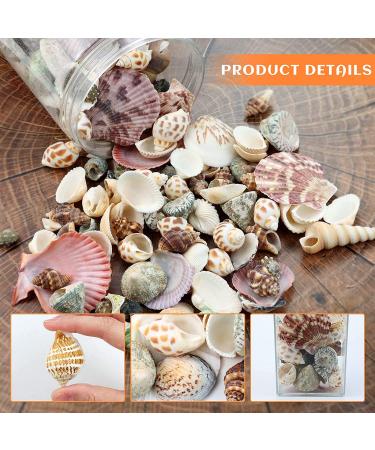 Weoxpr 200pcs Assorted Sea Shells for Fish Tank, Home Decor, Beach Theme Party, Candle Making, Wedding Decor - Natural Ocean Beach Seashells in Various Sizes for DIY Crafts - Buy Online on SooperMarket.com