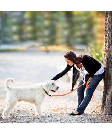 Buy Tag Trag Dog Leash - 5m Waterproof Training Line for Small & Medium Dogs | Easy to Clean Durable with Handle & D-Ring International Shipping Available - Buy Online on SooperMarket.com