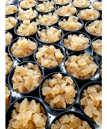 Florida Sun Kefir Generous Portion Cup with 33% More Original Water Kefir Grains | Includes 2 Brewing Bags - Buy Online on SooperMarket.com