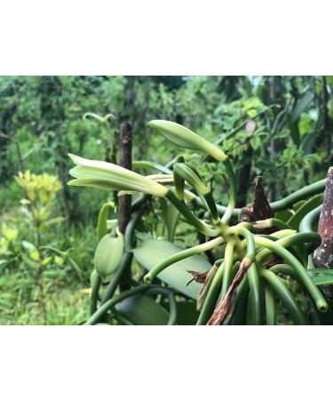 Buy Mandoi Organic Bourbon Vanilla Pods - 5 Premium Madagascar Pods (15-16 cm) - Free Worldwide Shipping - Buy Online on SooperMarket.com