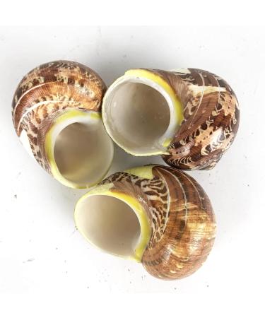 Worlds 3 PC Assorted Turbo Petholatus Carved Sea Shells Hermit Crab Shells 2"-2-1/2"Inch - Buy Online on SooperMarket.com