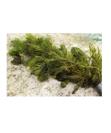 Mixed Native Oxygenating Weed with Weights for 5 Meter Squared of Cover.