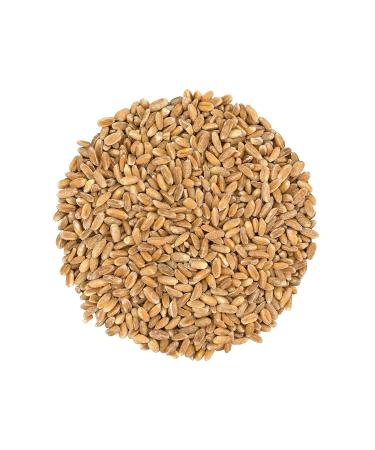 Organic Italian Pearled Farro 1lb - Kosher Vegan Grain | High Fiber | Bulk Pack - Buy Online on SooperMarket.com