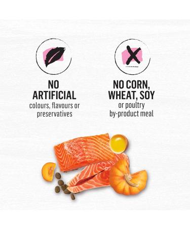 Beyond Superfood Blend Natural Dry Dog Food Wild Caught Salmon Egg & Pumpkin - 1.67 kg Bag 1.67 kg (Pack of 1) Dog Food - Buy Online on SooperMarket.com