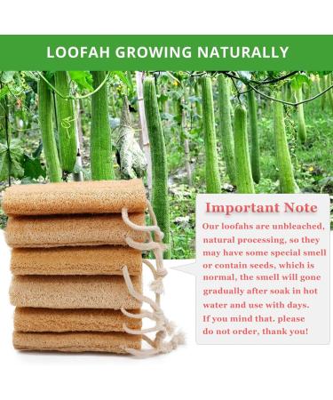 Organic Natural Bath Loofahs 6 Pack for Men and Women - Exfoliating Body Scrubber Sponges for Deep Cleaning - Includes 2 Wall Hooks - Buy Online on SooperMarket.com