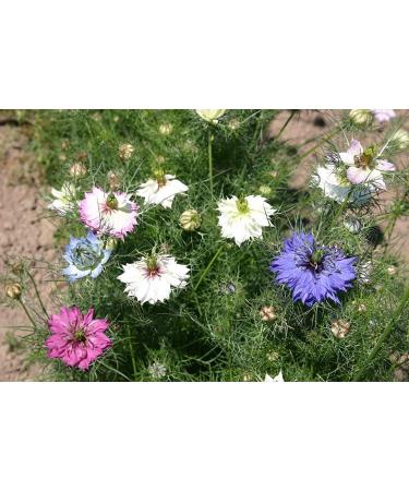 Germinazione I Semi: 5.000 Amore in UNA Nebbia Mix di Miss Jekyll Nigella Fiore Seme Semi sfusi