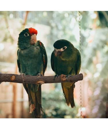 5PCS Natural Wood Bird Perches for Parrot - Wooden Stand Branches for Small Birds - Cage Accessories for Parakeet, Budgies, Cockatiels, Conure, Lovebirds - Buy Online on SooperMarket.com