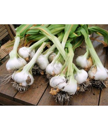 Japanese Garlic // Ajo Japones WT: 400 Pieces (510 GR) - Buy Online on SooperMarket.com