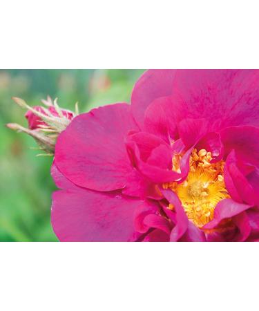 Weleda Wild Rose Body & Beauty Oil - 3.4 fl oz | Nourishing Natural Skin Care - Buy Online on SooperMarket.com