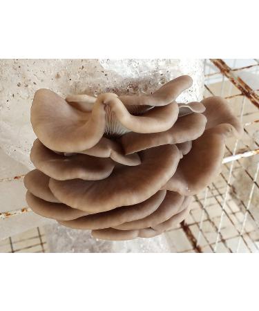 Phoenix Oyster Mushroom Grain Spawn - 1 lb | Ready-to-Use - Buy Online on SooperMarket.com