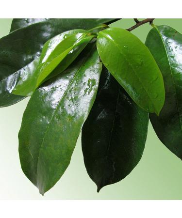 Graviola Tea 90 Bags - Premium Quality 100% Pure Leaf - Soursop, Annona Muricata, Guanabana - Buy Online on SooperMarket.com