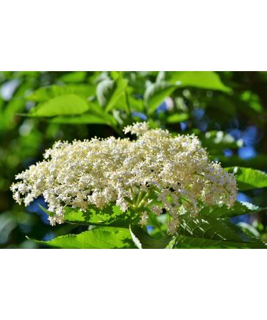 Elderflower Jelly Natural Clean - Darbo 2x640g | Premium Refreshing Bread Spread for Cakes & Breakfast - Buy Online on SooperMarket.com