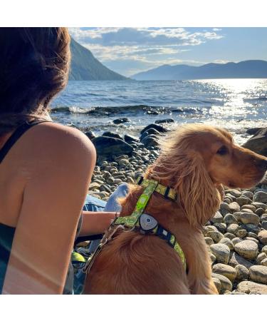 Max & Molly H-Harness - Kiwi XS | Eco-Friendly Pet Harness for All Breeds | International Shipping Available - Buy Online on SooperMarket.com