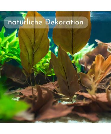 ProFlora Sea Almond Leaves | Organic Catappa Leaves for Aquariums | 12 XS Pieces (8 cm) - Natural Water Enhancer & Nutritional Supplement - Buy Online on SooperMarket.com