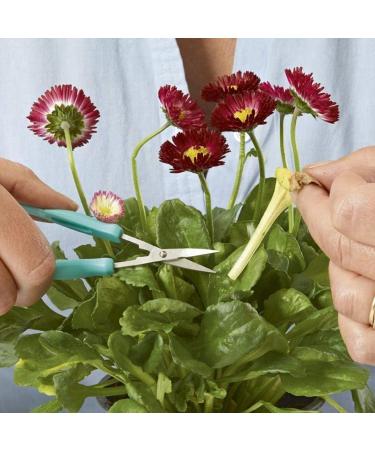 PETA Easi-Grip Nail Scissors with Protector | Self-Opening Stainless Steel | Ergonomic Design for Weak Hands | Precision Cut | High Strength - Buy Online on SooperMarket.com