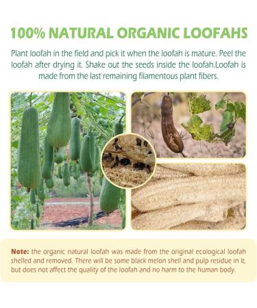 100% Organic Luffa Sponge - Natural Shower & Peeling Sponge | Eco-Friendly Body Brush for Exfoliating Dead Skin - Buy Online on SooperMarket.com